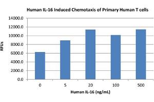 SDS-PAGE of Human Interleukin-16 Recombinant Protein Bioactivity of Human Interleukin-16 Recombinant Protein. (IL16 Protein)