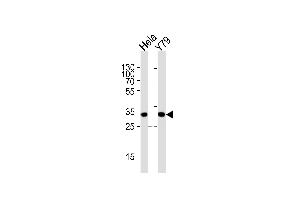 Western blot analysis of lysates from Hela, Y79 cell line (from left to right), using PDCL Antibody (N-term) (ABIN1944777 and ABIN2838520). (Phosducin-Like antibody  (N-Term))