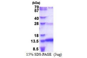 SDS-PAGE (SDS) image for SNRPN Upstream Reading Frame (SNURF) (AA 1-71) protein (His tag) (ABIN5853504) (SNURF Protein (AA 1-71) (His tag))