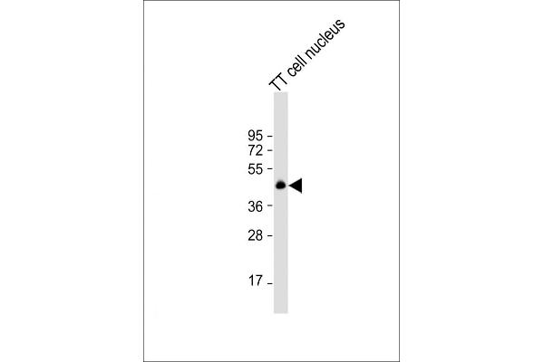 NKX2-1 antibody  (N-Term)