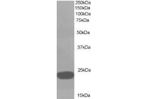ABIN184729 (1µg/ml) staining of A549 lysate (35µg protein in RIPA buffer). (PEBP1 antibody  (C-Term))