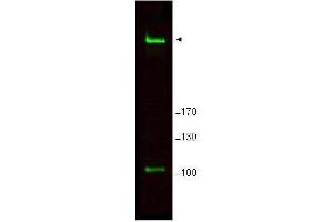 Western blot using  Affinity Purified anti-Rif1 antibody shows detection of a band ~265 kDa corresponding to mouse Rif1 (arrowhead). (RIF1 antibody  (AA 2406-2419))