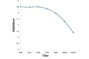 Antigen: 0. (DCUN1D2 antibody  (AA 151-250))