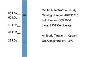 WB Suggested Anti-OAZ3  Antibody Titration: 0. (OAZ3 antibody  (Middle Region))