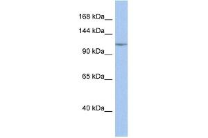 WB Suggested Anti-NFKB1 Antibody Titration:  0. (NFKB1 antibody  (Middle Region))
