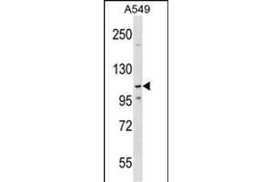 PHF20L1 Antibody (C-term) (ABIN1537649 and ABIN2849282) western blot analysis in A549 cell line lysates (35 μg/lane).