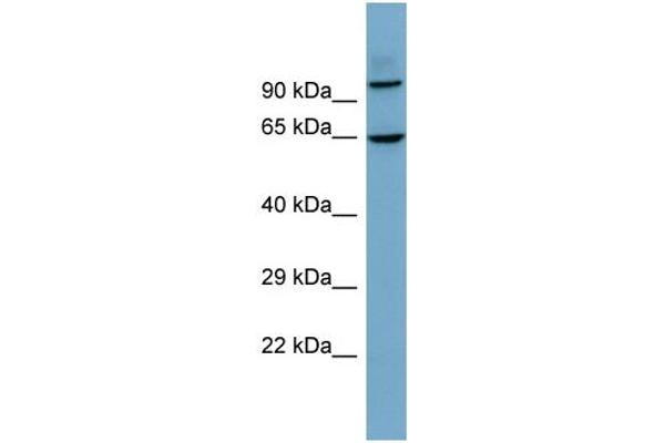 GALNTL6 抗体  (N-Term)