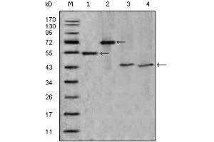 Western blot analysis using APOA4 mouse mAb against truncated APOA4-His recombinant protein (1),truncated APOA4(aa21-396)-hIgGFc transfected CHO-K1 cell lysate(2),human serum (3) and human plasma (4). (APOA4 antibody  (AA 21-396))