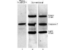 Western Blotting (WB) image for Fluorescent TrueBlot®: Anti-Mouse Ig Fluorescein (ABIN6698838)