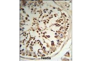 Formalin-fixed and paraffin-embedded human testis tissue reacted with TPK1 Antibody (N-term), which was peroxidase-conjugated to the secondary antibody, followed by DAB staining. (TPK1 antibody  (N-Term))
