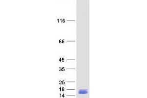 Western Blotting (WB) image for Lectin, Galactoside-Binding, Soluble, 1 (LGALS1) protein (Myc-DYKDDDDK Tag) (ABIN2721600)