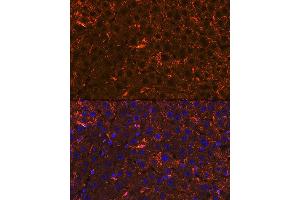 anti-Apolipoprotein A-II (APOA2) antibody
