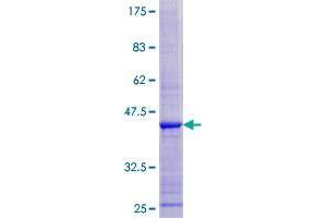 ERI1 Exoribonuclease Family Member 3 (ERI3) (AA 1-128) protein (GST tag)