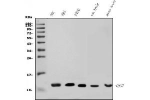 Western blot analysis of GNG7 using anti-GNG7 antibody (ABIN7600508).