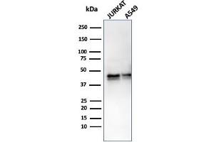 Western Blot Analysis of Jurkat and A549 cell lysate using Alpha-1-Antitrypsin Recombinant Rabbit Monoclonal (AAT/3167R). (Recombinant SERPINA1 antibody)