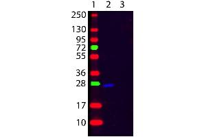 Western Blot of Goat F(ab’)2 anti-Human κ (Kappa chain) Fluorescein Conjugated Secondary Antibody. (Goat anti-Human Immunoglobulin kappa Chain Complex (Igk) (Light Chain) Antibody (FITC) - Preadsorbed)