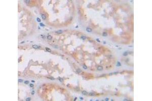 Used in DAB staining on fromalin fixed paraffin- embedded Kidney tissue (NOMO1 antibody  (AA 365-542))