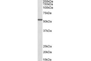 Biotinylated ABIN5539469 (0. (ALDH6A1 antibody  (AA 487-496) (Biotin))