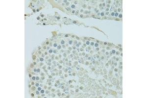 Immunohistochemistry of paraffin-embedded rat testis using BRD3 antibody (ABIN1678901, ABIN3015924, ABIN3015926 and ABIN6219475) at dilution of 1:100 (40x lens). (BRD3 antibody  (AA 150-305))
