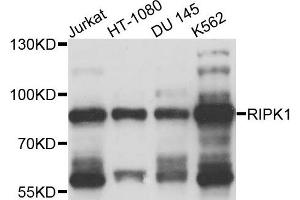 Western blot analysis of extracts of various cells, using RIPK1 antibody. (RIPK1 antibody)