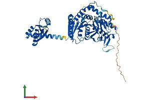 AlphaFold protein structure predicition of Mouse Recombinant Mdh1b Protein, UniprotID Q5F204