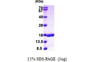 SDS-PAGE (SDS) image for GABA(A) Receptor-Associated Protein-Like 2 (GABARAPL2) (AA 1-117) protein (His tag) (ABIN667864) (GABARAPL2 Protein (AA 1-117) (His tag))