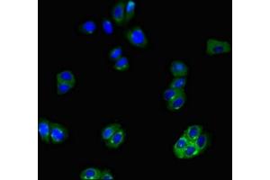 Immunofluorescent analysis of HepG2 cells using ABIN7170291 at dilution of 1:100 and Alexa Fluor 488-congugated AffiniPure Goat Anti-Rabbit IgG(H+L) (SLCO1B3 antibody  (AA 648-695))