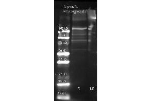 Goat anti Alpha-2-Macroglobulin antibody () was used to detect Alpha-2-Macroglobulin under reducing (R) and non-reducing (NR) conditions.