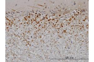 Immunoperoxidase of monoclonal antibody to PTN on formalin-fixed paraffin-embedded human cerebellum. (Pleiotrophin antibody  (AA 45-154))