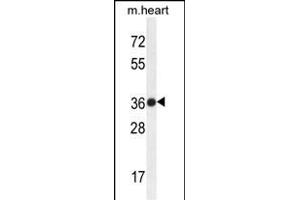 TMBIM4 Antibody (N-term) (ABIN654453 and ABIN2844187) western blot analysis in mouse heart tissue lysates (35 μg/lane).