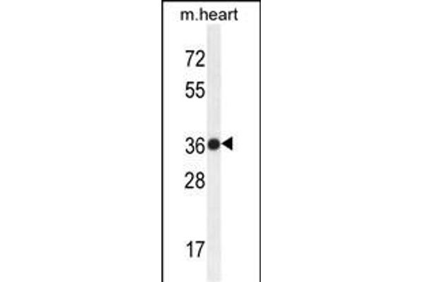 TMBIM4 antibody  (N-Term)