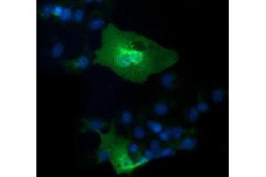 Anti-IL1F6 mouse monoclonal antibody (ABIN2453183) immunofluorescent staining of COS7 cells transiently transfected by pCMV6-ENTRY IL1F6 (RC219328). (IL36A/IL1F6 antibody)