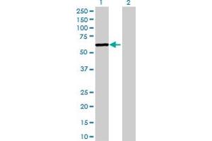Western Blot analysis of RBPJL expression in transfected 293T cell line by RBPJL MaxPab polyclonal antibody. (RBPJL antibody  (AA 1-517))