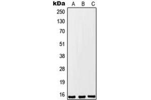 Western blot analysis of FKSG2 expression in A549 (A), Raw264.