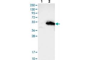 Western blot analysis of Lane 1: Negative control (vector only transfected HEK293T lysate), Lane 2: Over-expression Lysate (Co-expressed with a C-terminal myc-DDK tag (~3. (AMZ2 antibody)