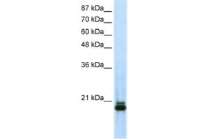 Western Blotting (WB) image for anti-Sin3A-Associated Protein, 18kDa (SAP18) antibody (ABIN2461767) (SAP18 antibody)