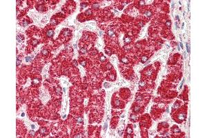 Anti-ETFB antibody IHC staining of human liver.