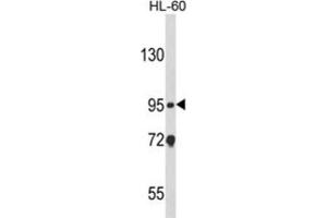 Western Blotting (WB) image for anti-Nucleotide-Binding Oligomerization Domain Containing 1 (NOD1) antibody (ABIN3003884) (NOD1 antibody)