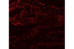 anti-Muscleblind-like Protein 1 (MBNL1) (AA 89-388) antibody