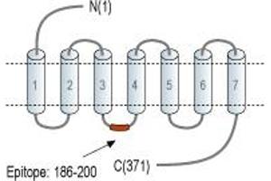 G Protein-Coupled Receptor 119 (GPR119) peptide