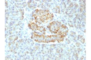 Formalin-fixed, paraffin-embedded human Pancreas stained with TNF alpha Rabbit Recombinant Monoclonal Antibody (TNF/1500R). (Recombinant TNF alpha antibody)