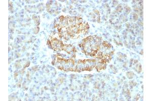 Formalin-fixed, paraffin-embedded human Pancreas stained with TNF alpha Rabbit Recombinant Monoclonal Antibody (TNF/1500R).