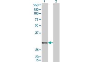 Western Blot analysis of ATF2 expression in transfected 293T cell line by ATF2 monoclonal antibody (M01), clone 4C12. (ATF2 antibody)