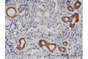 Immunoperoxidase of monoclonal antibody to SEPT8 on formalin-fixed paraffin-embedded human salivary gland. (Septin 8 antibody  (AA 1-258))