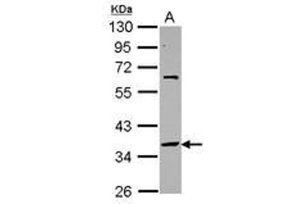 SNAPC2 antibody  (AA 60-290)