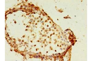 Immunohistochemistry of paraffin-embedded human testis tissue using ABIN7159340 at dilution of 1:100 (FAM174A antibody  (AA 41-123))