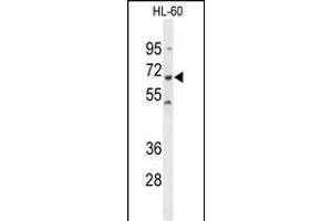 SHP1 anticorps  (AA 247-277)