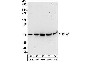 Western Blotting (WB) image for anti-Propionyl CoA Carboxylase, alpha Polypeptide (PCCA) (AA 678-728) antibody (ABIN7454579)