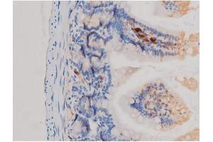 ABIN6267463 at 1/200 staining Mouse intestinal tissue sections by IHC-P. (CDC25A antibody  (pSer75))