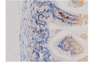 ABIN6267463 at 1/200 staining Mouse intestinal tissue sections by IHC-P. (CDC25A antibody  (pSer75))
